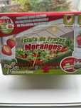 Estufa de morangos
