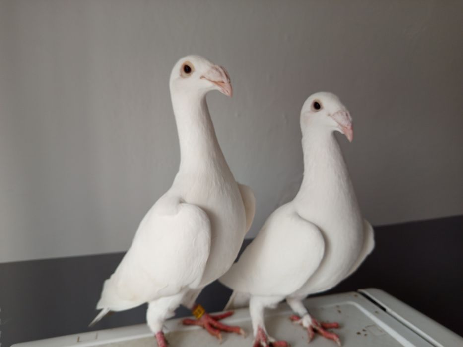 Rzeszowskie wystawowe