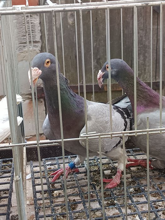 Rzeszowski gołębie rzeszowskie