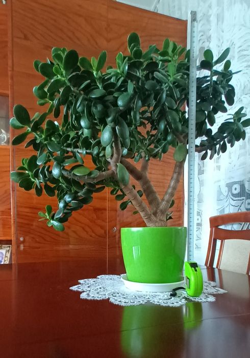 Grubosz, Drzewko Szczęścia