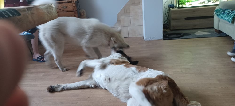 Oddam pieski w dobre ręce