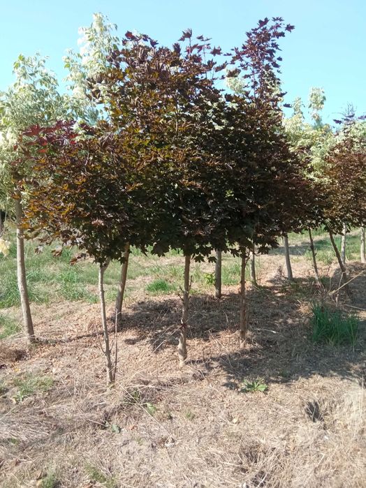 Lipa drobnolistna, klon jawor, jesion wyniosły,brzoza, grab pospolity