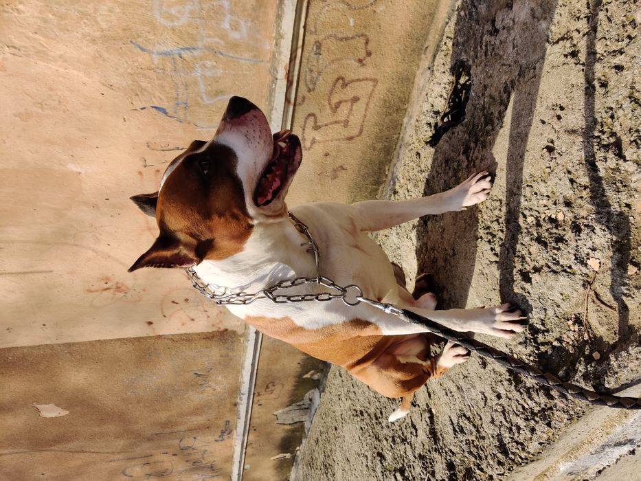 Вязка собак