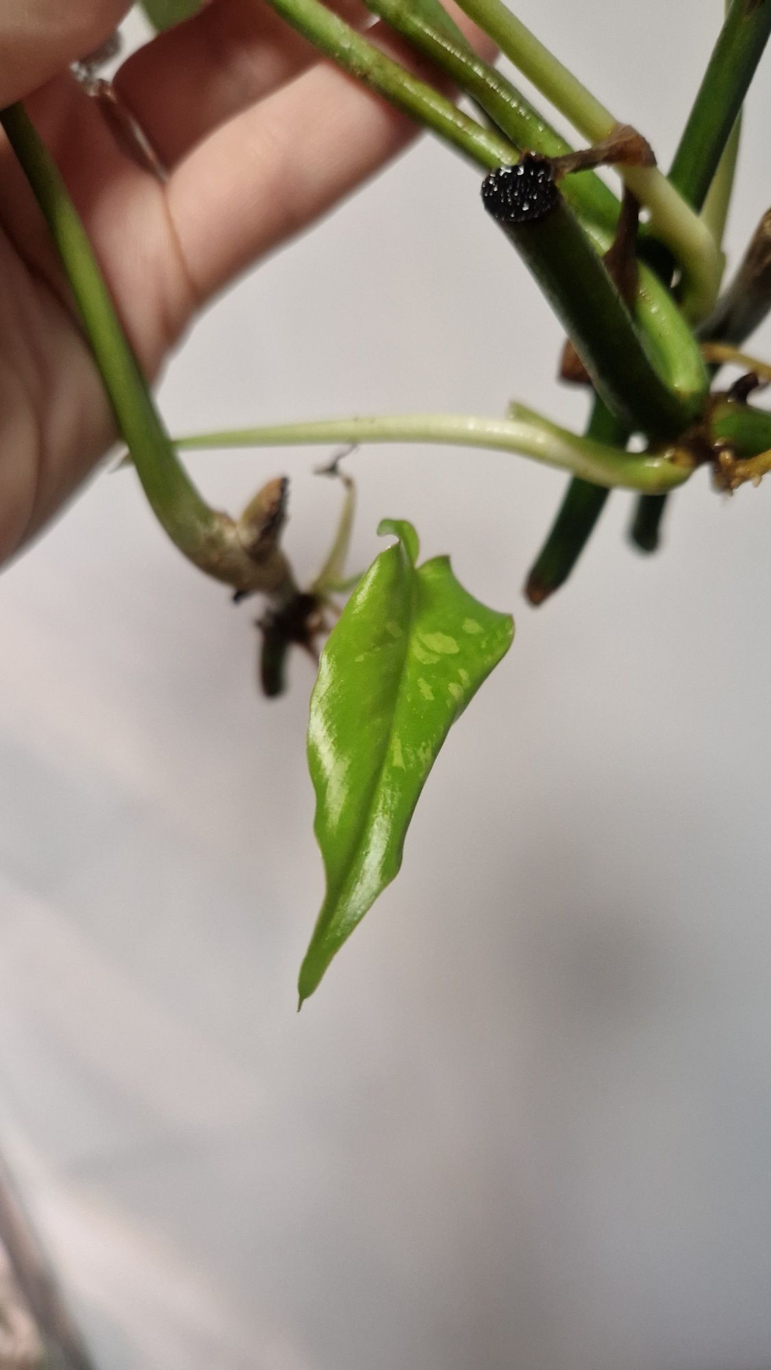 Philodendron Paraiso verde, Philodendron Pedatum i inne