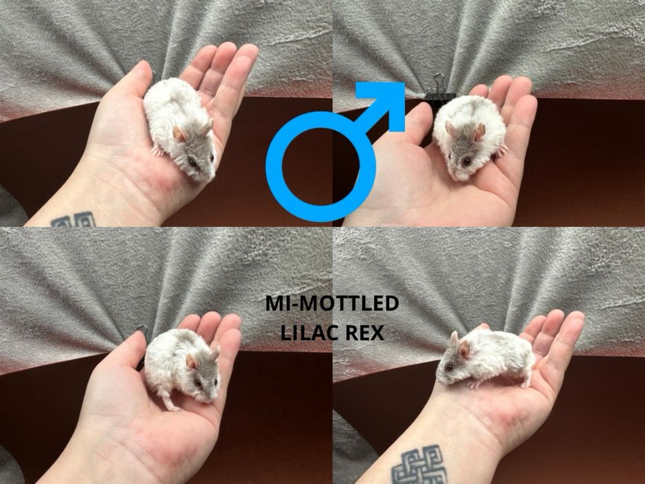 Chomik, chomiki, chomik campbella REX, rodowodowe chomiki campbella