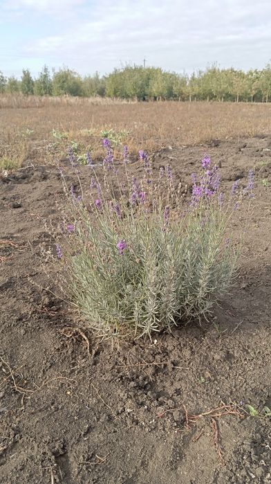 Саджанці лаванди