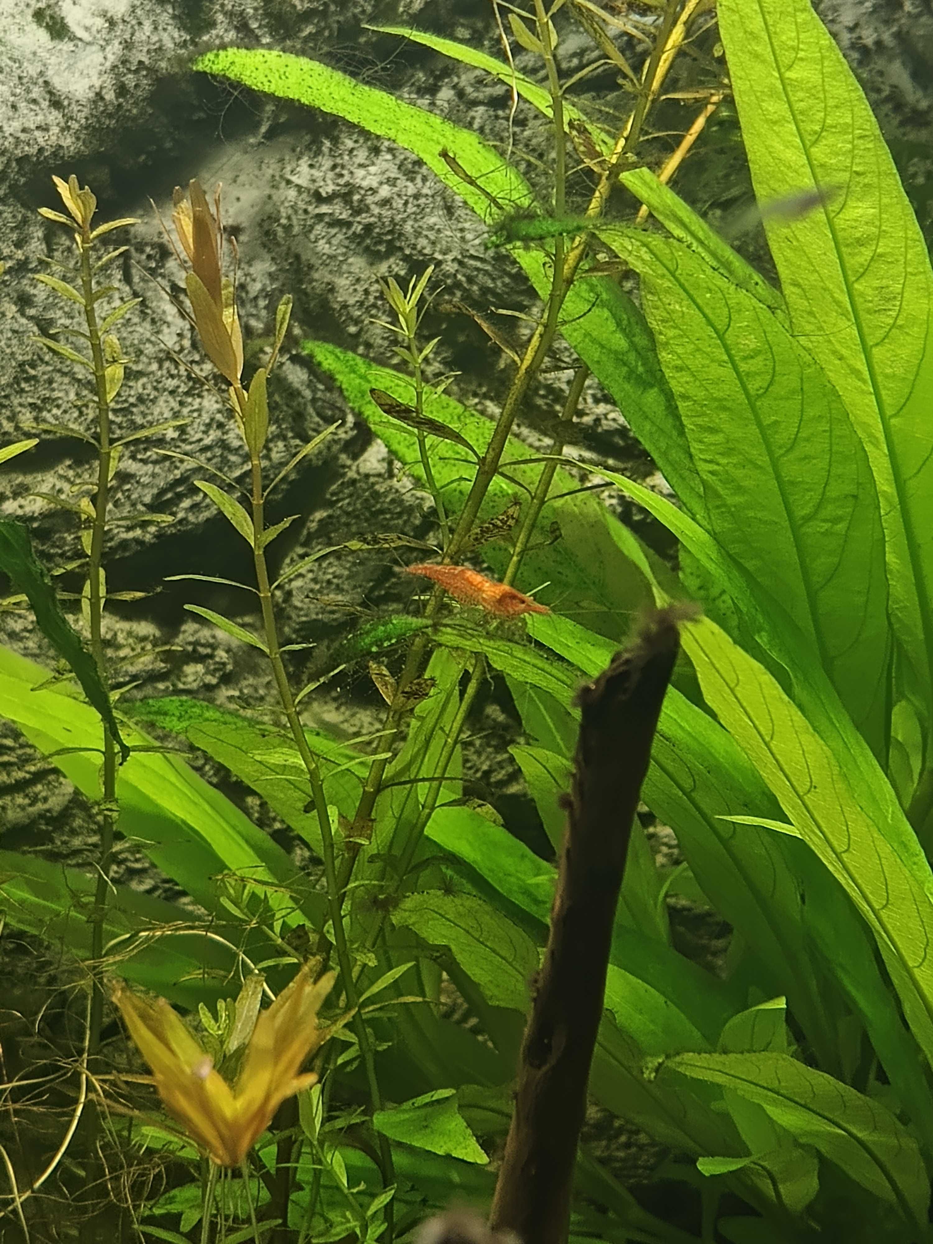 Krewetka krewetki Red Cherry