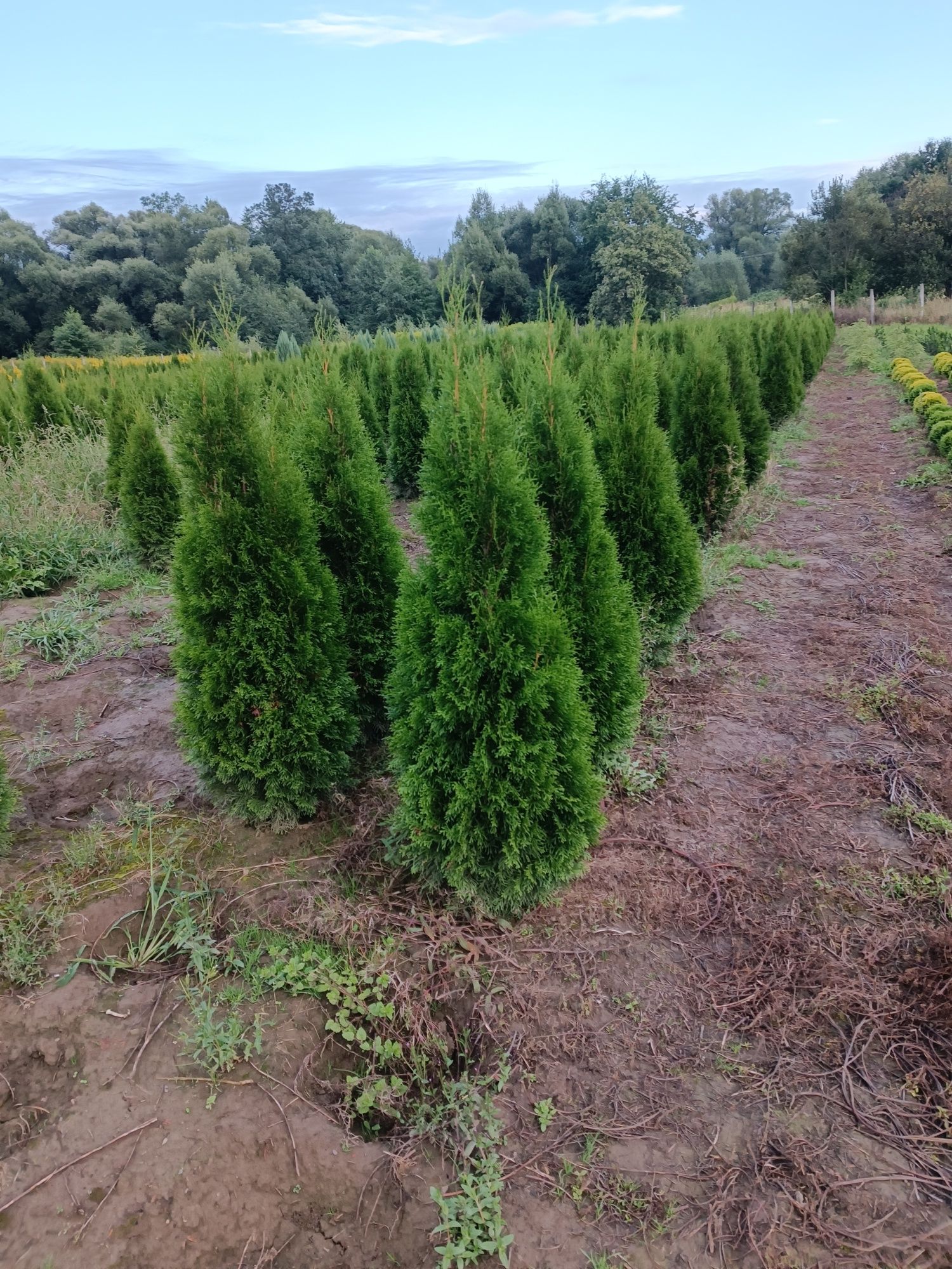 Tuja szmaragd 120 cm