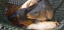 Karp królewski 1,5 - 2,5 kg