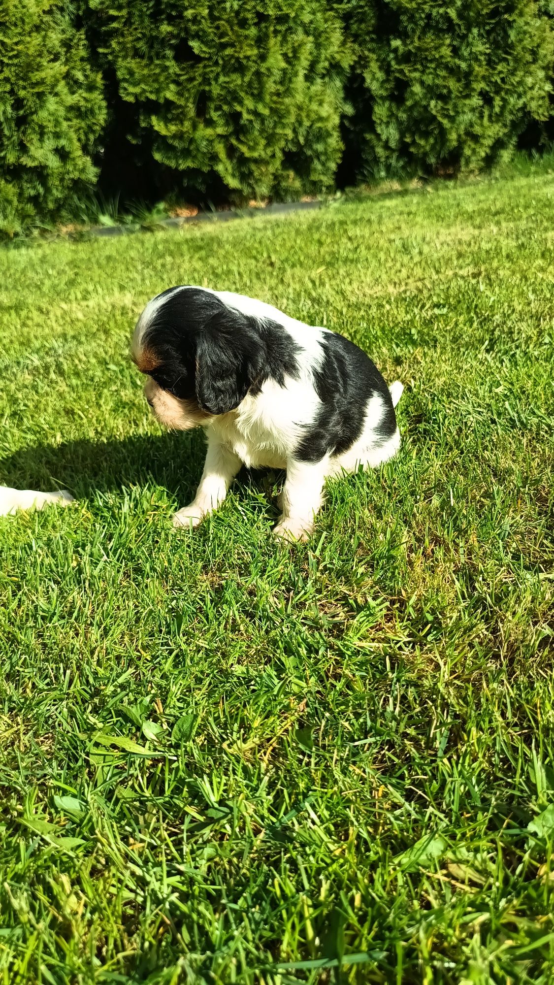 Piesek cavalier King Charles spaniel tricolor