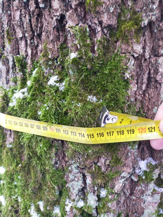 Sprzedam Dęby  na  pniu