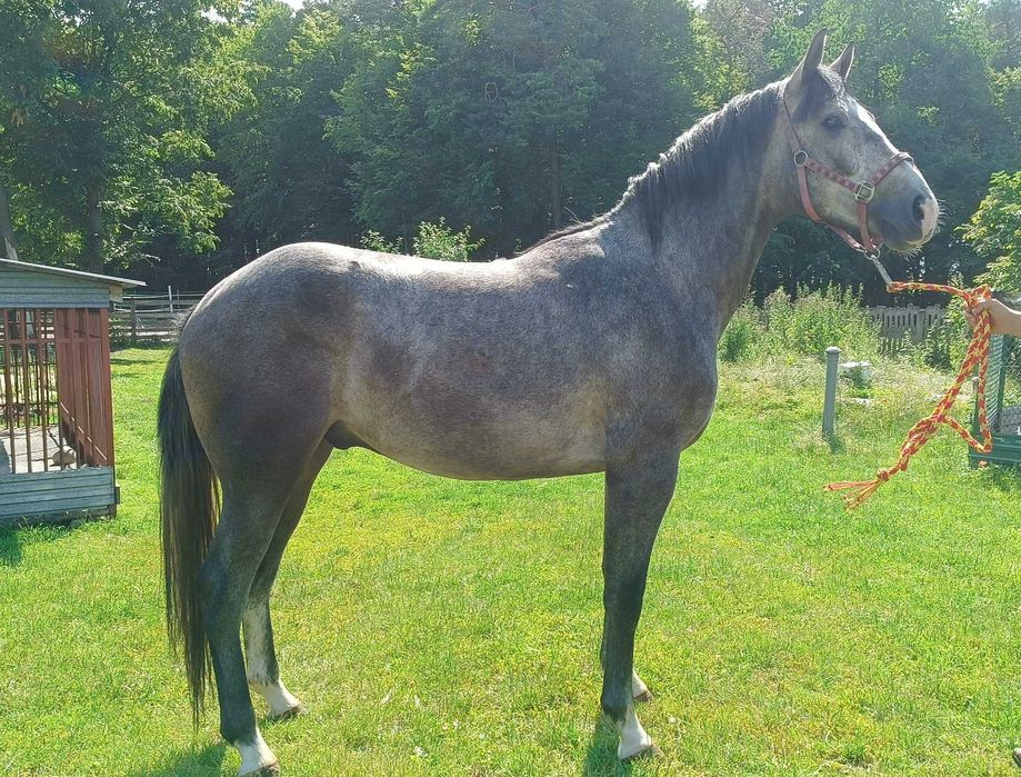 Wałach siwy wałach Sp