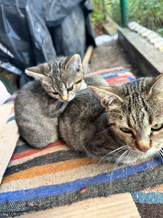 Віддам кошенят в добрі руки