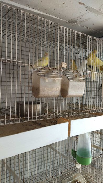 Animais domésticos