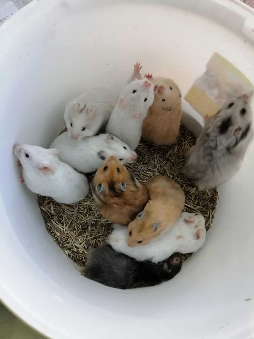 Chomiki syryjskie, chomik najlepszy. Angora /zwykły