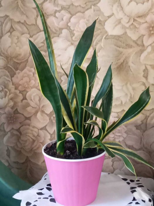 Комнатные растения Sansevieria \тещин язык\.