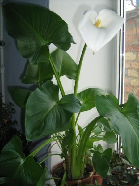 Вазони калла вазон