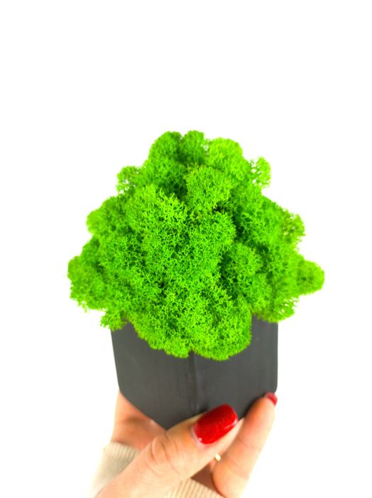 Doniczka z chrobotkiem kostka 7x7x7cm