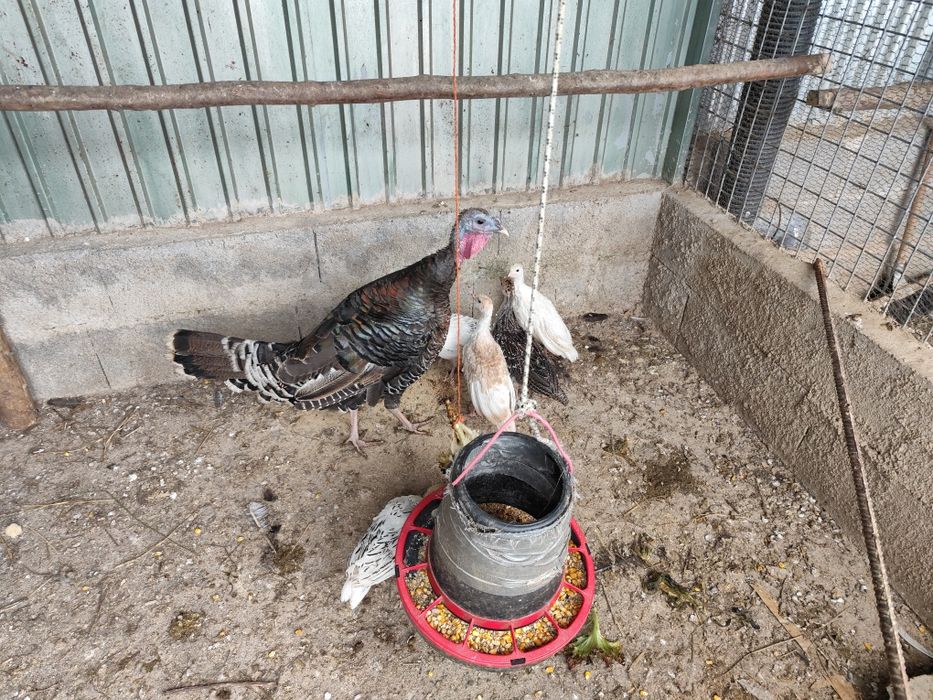 Perus com ano e meio