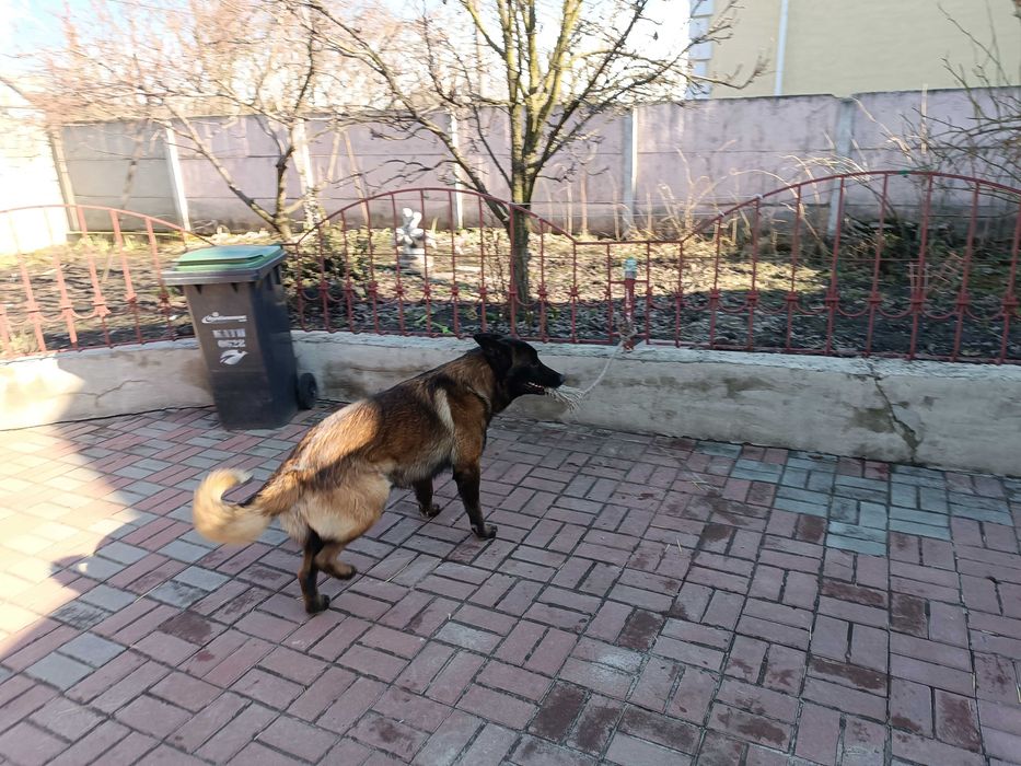 Кобель німецької вівчарки для нареченої, для в'язки