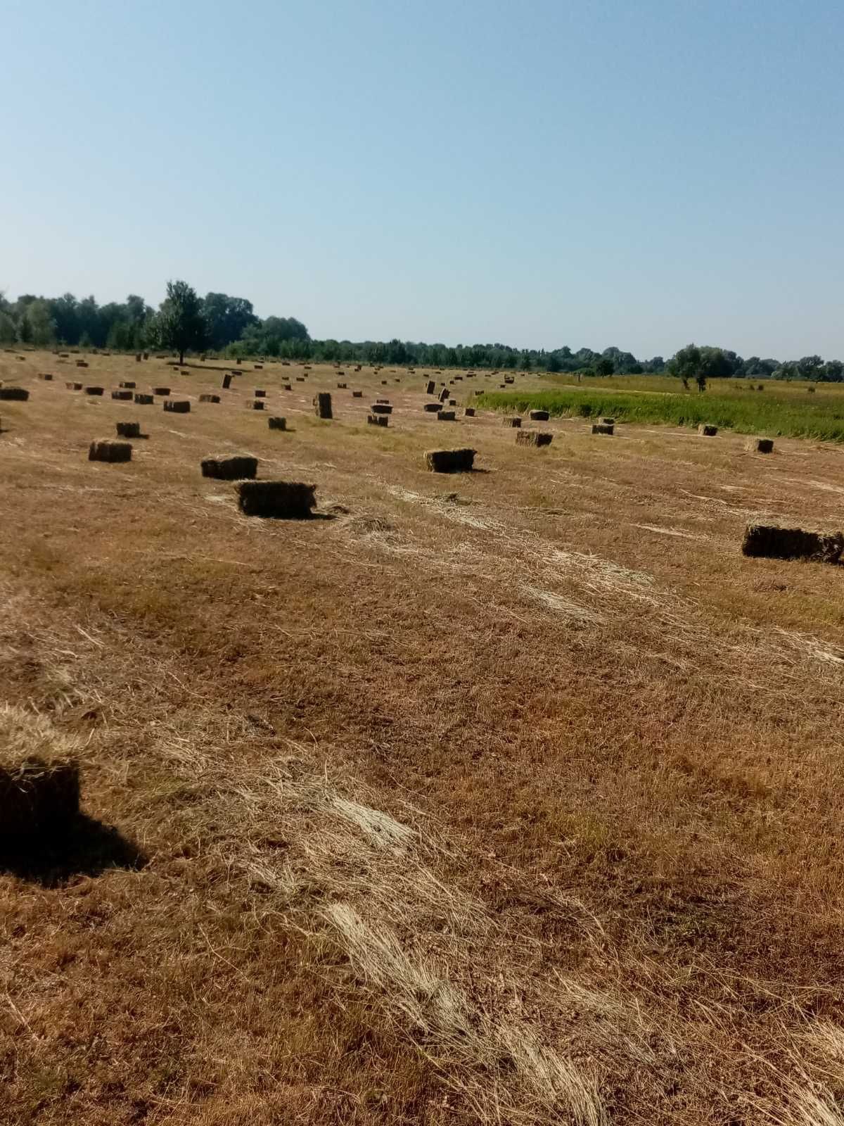 Продам сіно в тюках