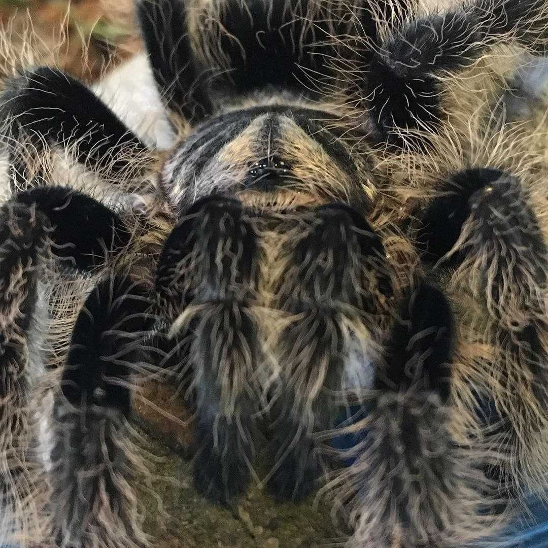 Brachypelma albopilosum Nicaragua самка птицееда паука новичкам