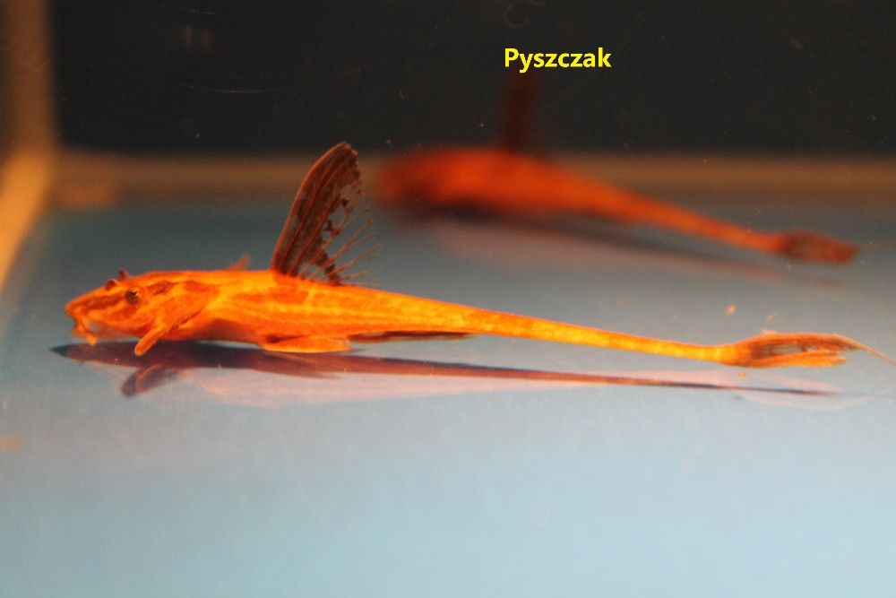 Loricaria Red