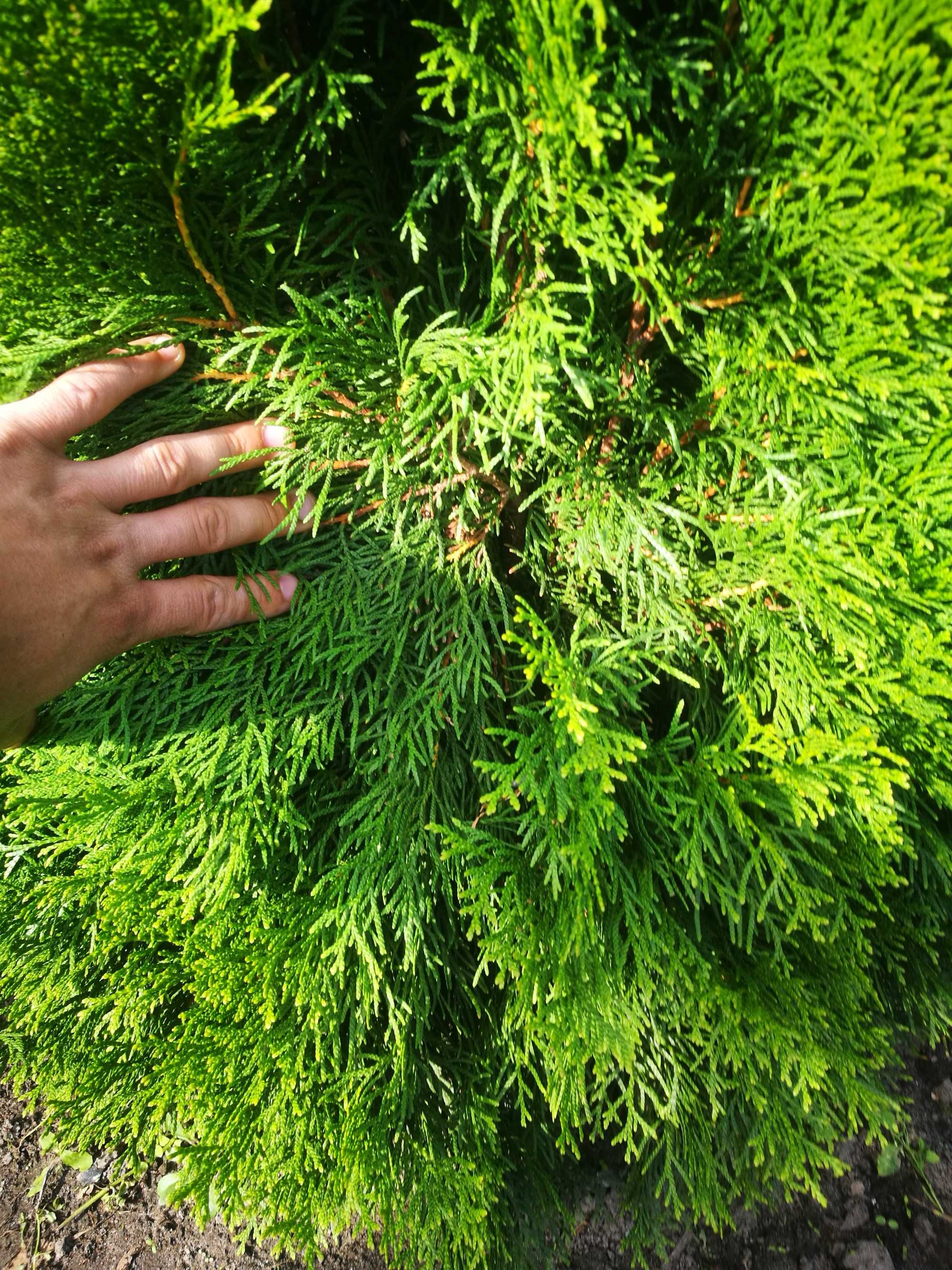 Tuja Szmaragd Thuja szmaragd 130-150cm!!!