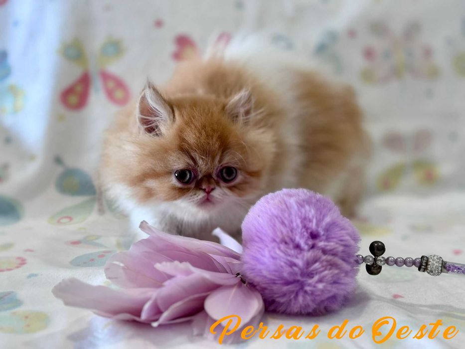 GATO PERSA Bicolor Vermelho pelo Longo