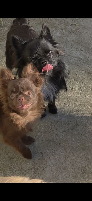 Chihuahua samczyk czekoladowy długowłosy FCI