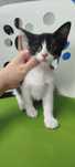 Mała 2 miesięczna Kotka do adopcji