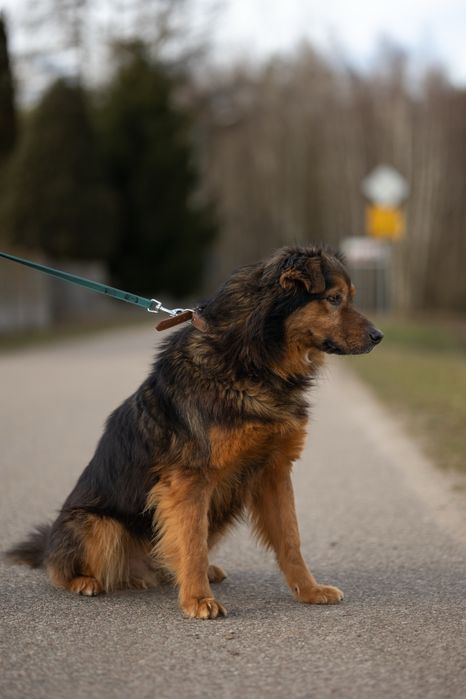 Gibson - ułożony psiak, który mimo wszystko trafia jak boomerang