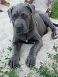 Suczka cane corso