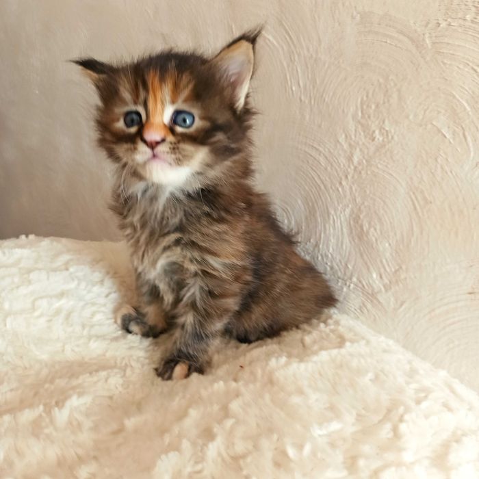 Kotka Maine Coon czarna szylkretka / FPL ZAREZERWOWANA