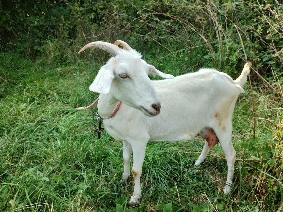 Koza 50% anglonubijska