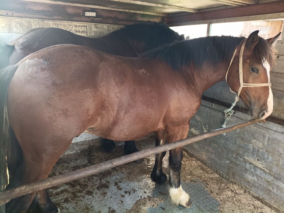 skup bydła krowy byki konie cielęta sprzedaż zamiana maszyn rolniczych