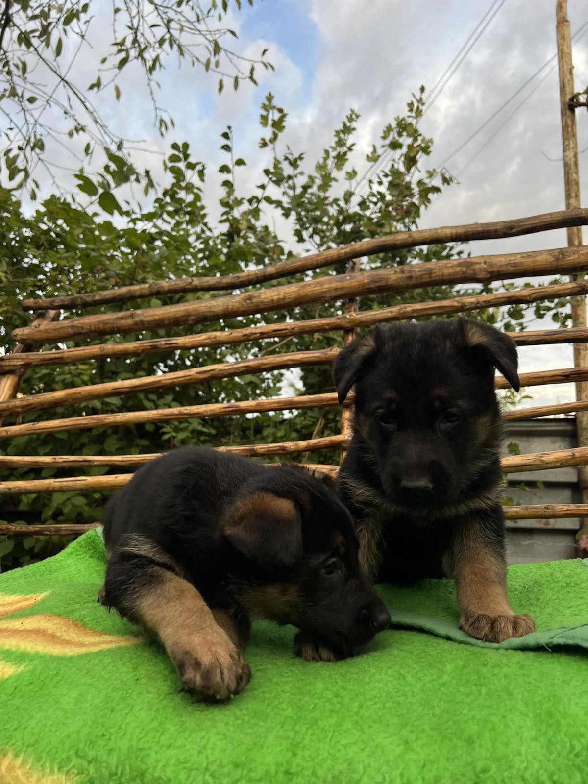 Цуценята німецької вівчарки