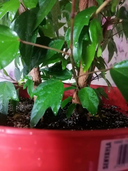 гигантское дерево гибискус китайская роза 1, 6 метра