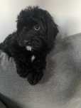 Cavapoo piesek gotowy do odbioru