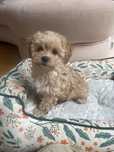 Maltipoo F1b suczka do odbioru po pudel toy red
