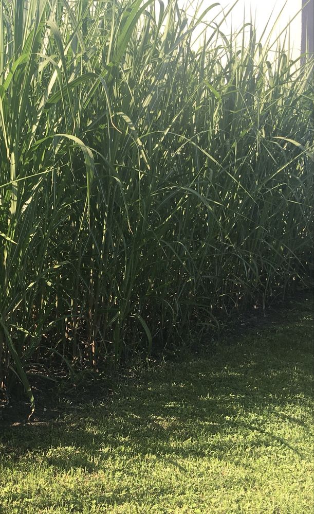 SALE THE GRASS trawy ozdobne trawa ozdobna miskant tuja rolki żywopłot