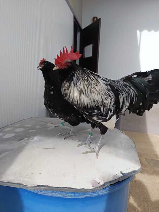 Casais de Barbudas da Thuringia