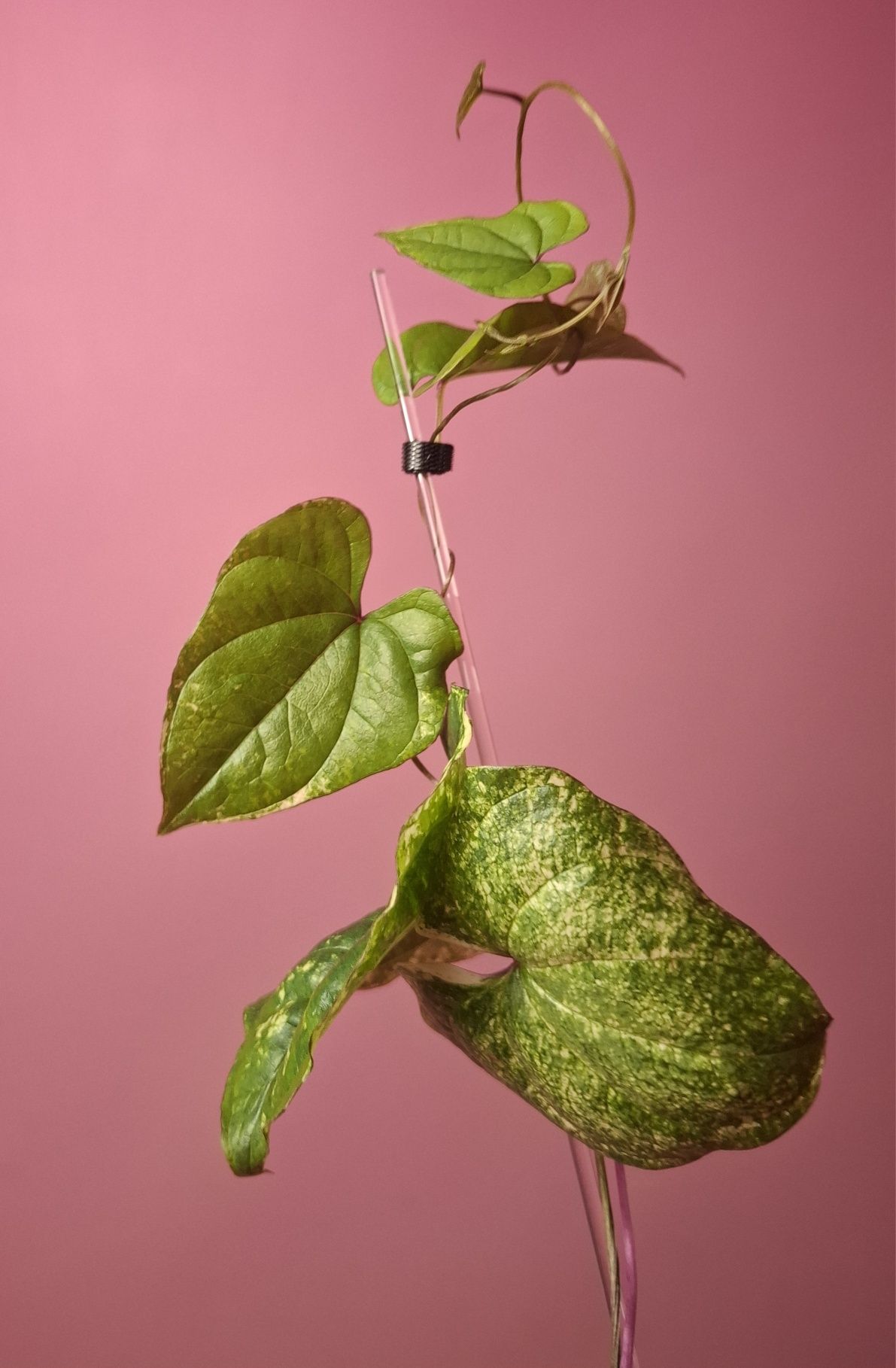 Dioscorea batatus Variegata