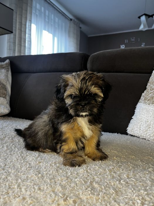 Piękny Piesek Shih Tzu Gotowy Do Odbioru