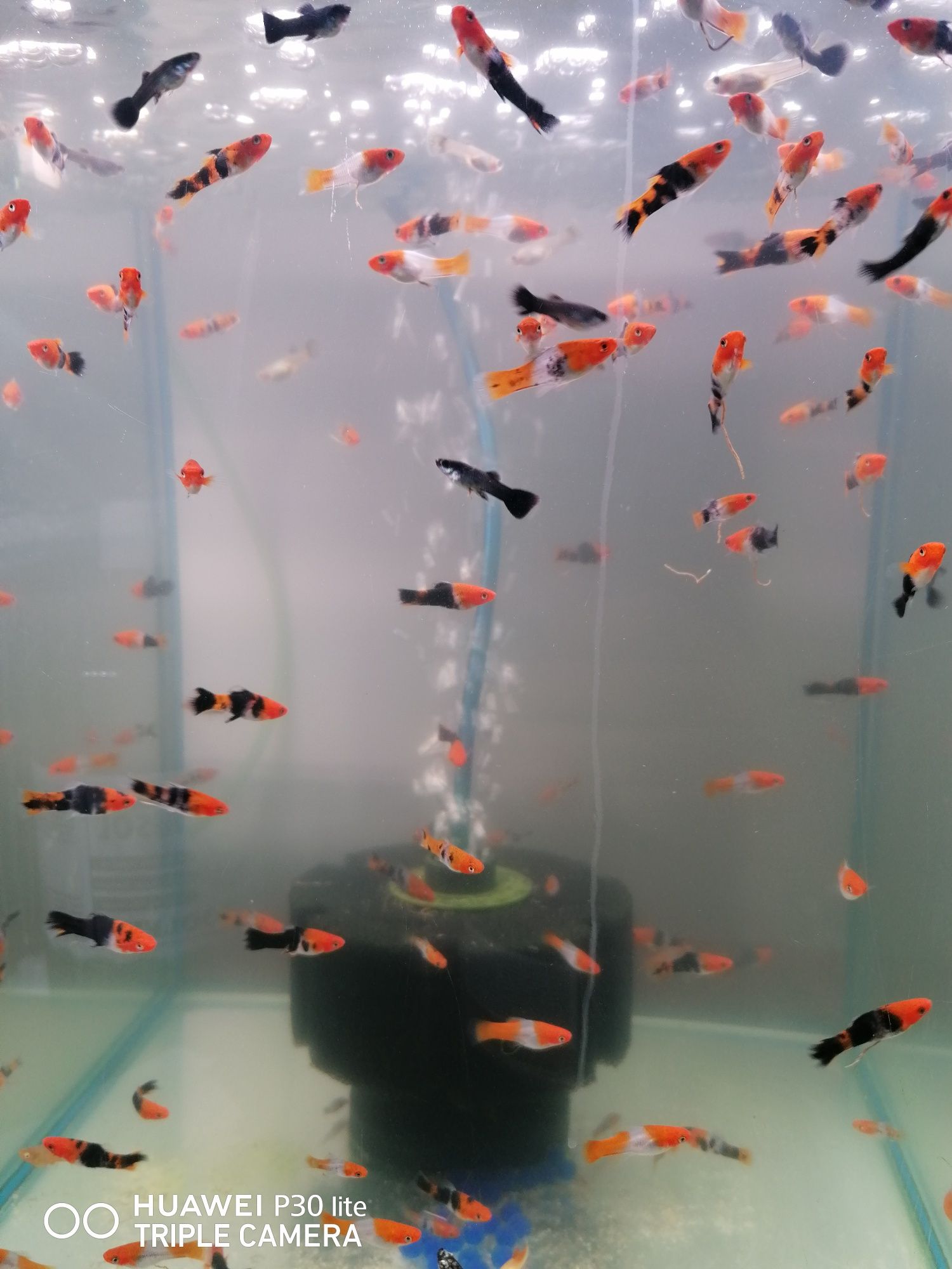 Mieczyki Koi Kohaku  Tricolor Pomarańczowo Czarne