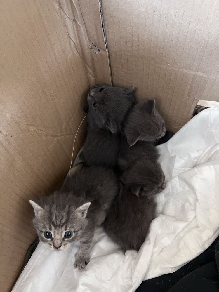 Кошенята в добрі руки (безкоштовно)