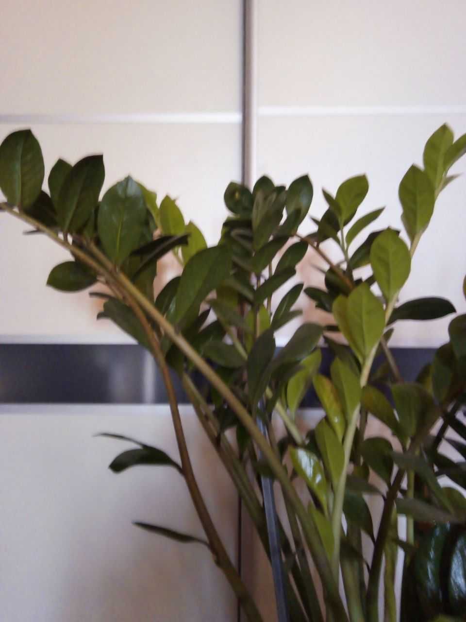Гигантский замиокулькас (долларовое дерево) для большого дома/офиса