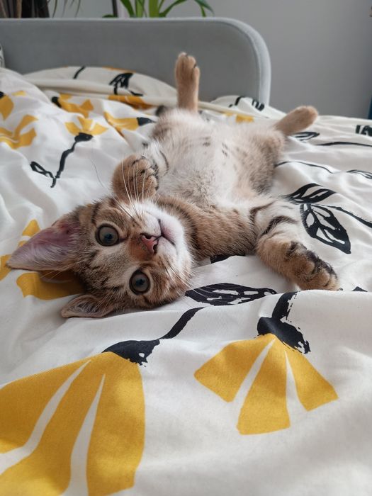 Oddam kotka w dobre ręce