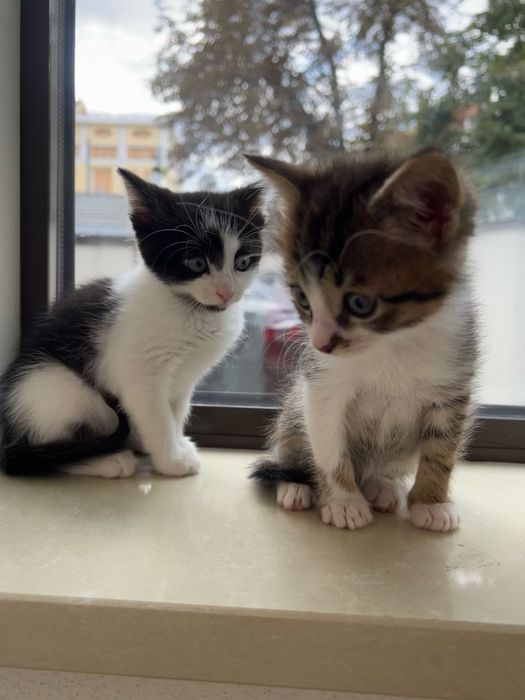 Котенок в хорошие руки