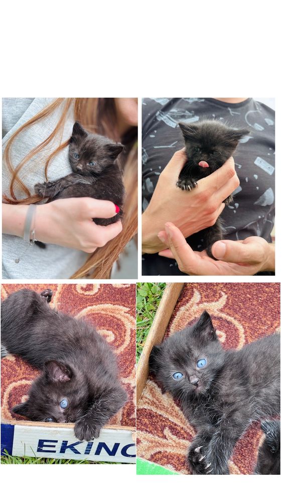 Котенок мальчик  бесплатно . Черные с голубыми глазами